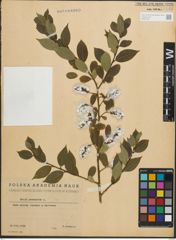 Foto von Salix pentandra L.